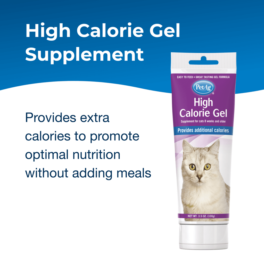 l carnitine supplement for cats Acetyl-L-Carnitine 500 mg, 100 capsules main image 0